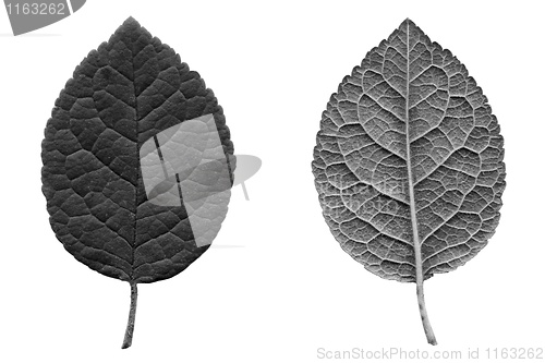 Image of Prune leaf