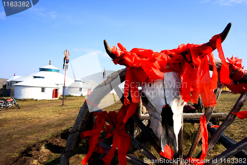 Image of Cattle Skeleton