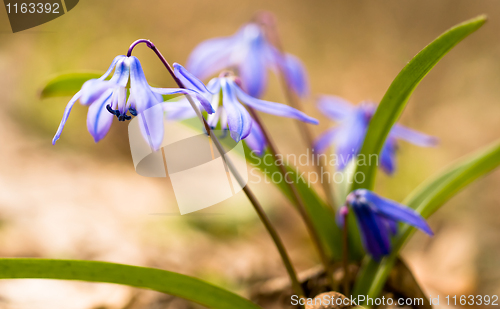 Image of Spring time: Squill flowers