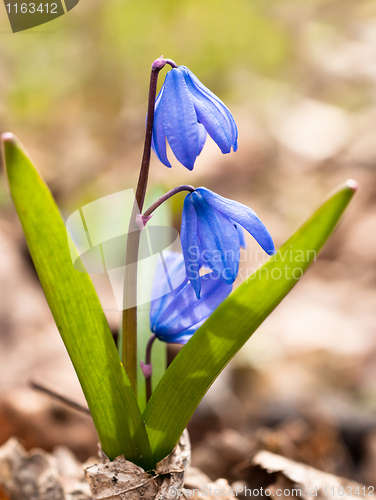 Image of Spring comes: Squill flowers