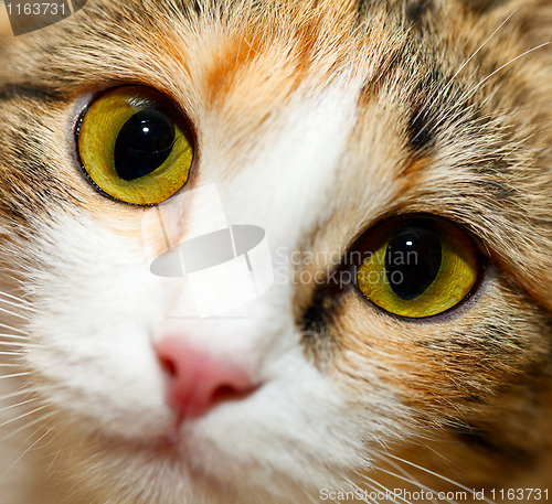 Image of Cat eyes