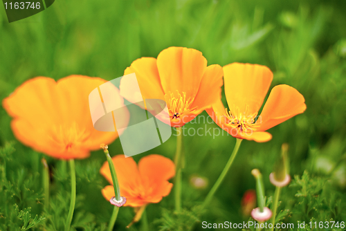 Image of Orange Poppies Field 