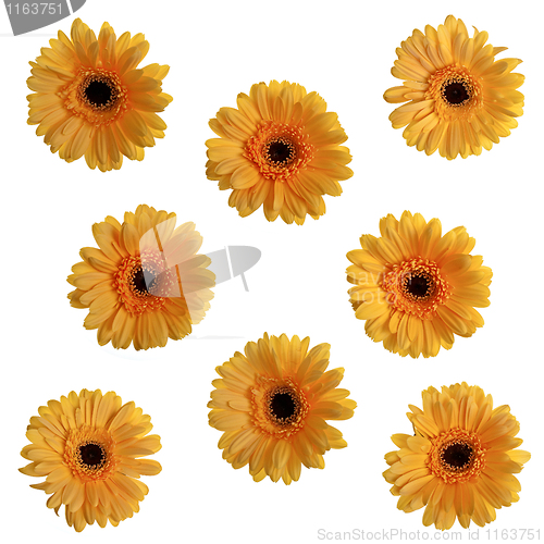Image of Yellow gerbera flowers