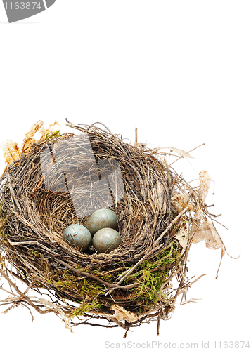 Image of Detail of blackbird eggs in nest isolated on white