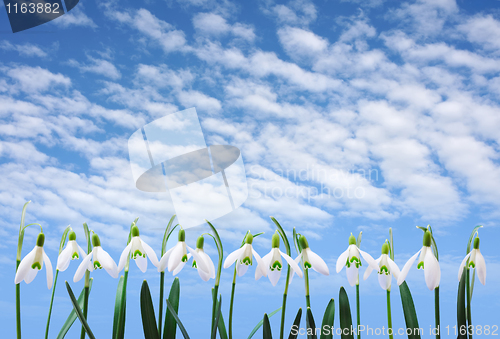 Image of Group of snowdrop flowers  growing in row over sky with clouds