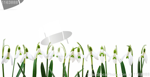 Image of Group of snowdrop flowers  growing in row,  isolated on white background