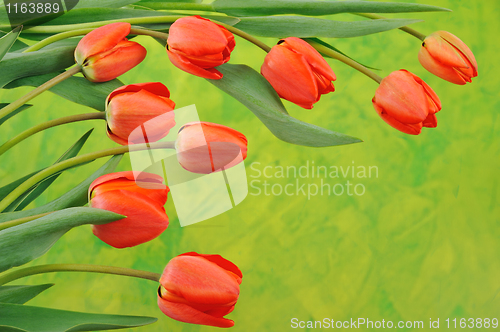 Image of Group of red tulips over colored background