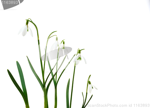 Image of Group of growing snowdrop flowers  isolated on white background