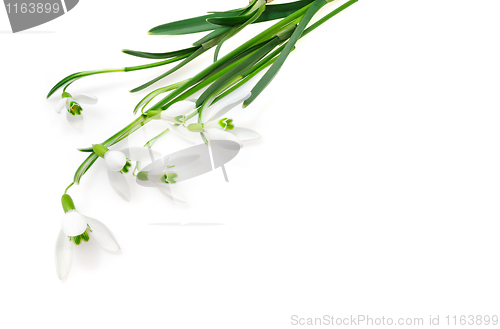 Image of Group of snowdrop flowers  isolated