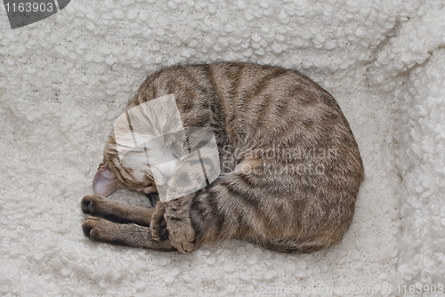 Image of Tabby cuddling