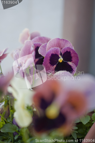 Image of Purple and white pansy