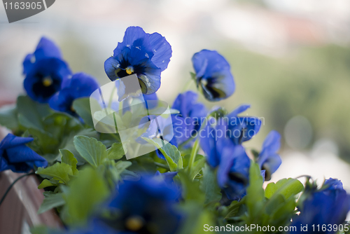 Image of Blue pansy