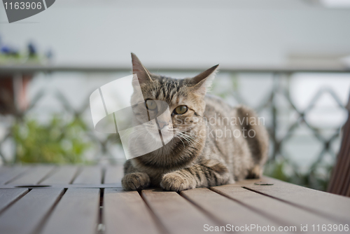 Image of Gray tabby