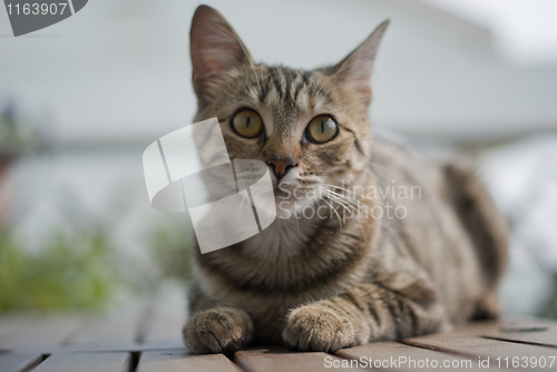Image of Tabby kitten on a garden table