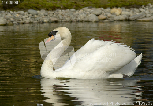 Image of Muted swan