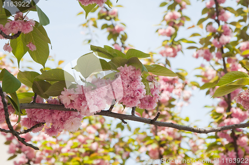 Image of Branch of a blossoming magnolia