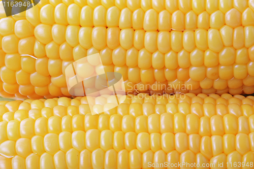 Image of The corn