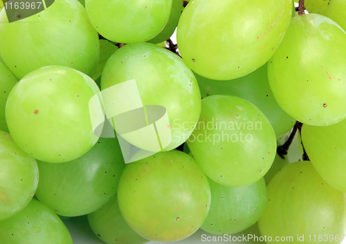Image of Grapes isolated on white
