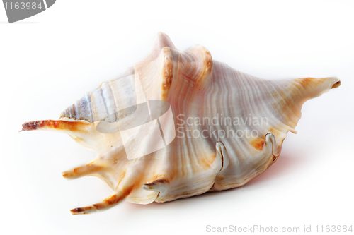 Image of The seashell