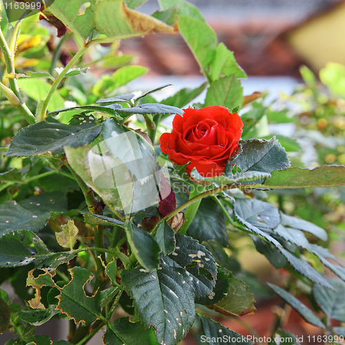 Image of The rose
