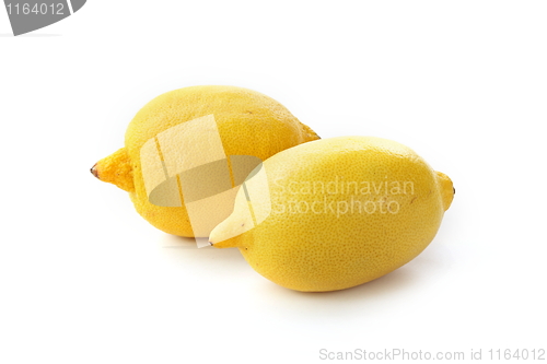 Image of The yellow lemon