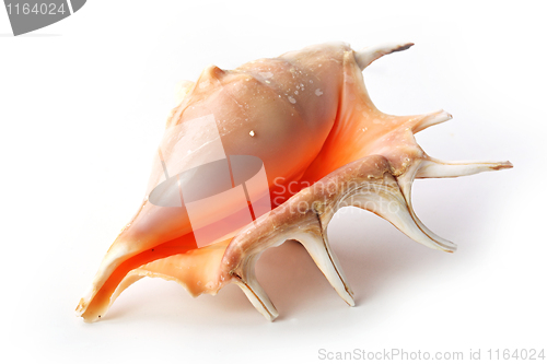 Image of The seashell