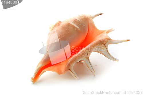 Image of The seashell