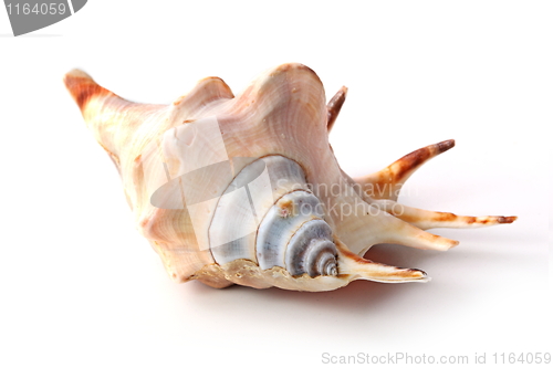 Image of The seashell