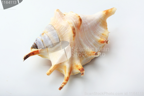 Image of The seashell