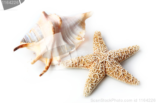 Image of The starfish and seashell