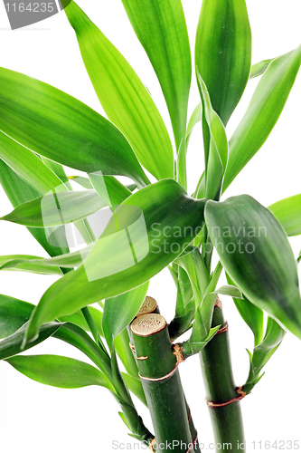 Image of The bamboo plant