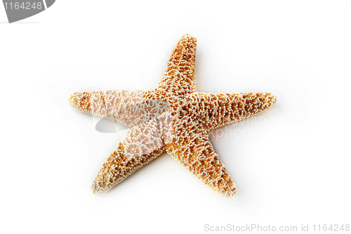 Image of The starfish 