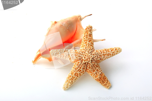 Image of The starfish and  seashell