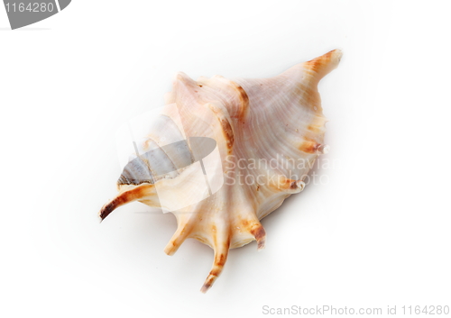 Image of The seashell