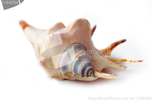 Image of The seashell