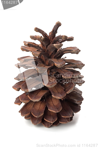 Image of The pinecone