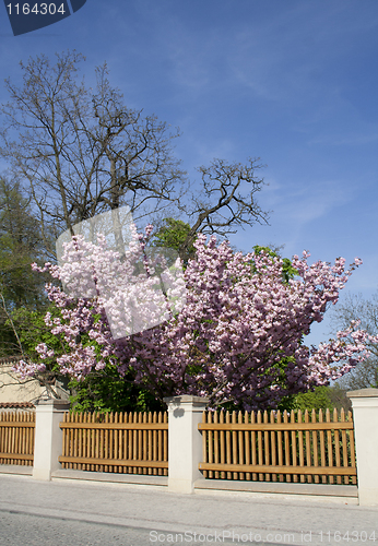 Image of beautiful flowers