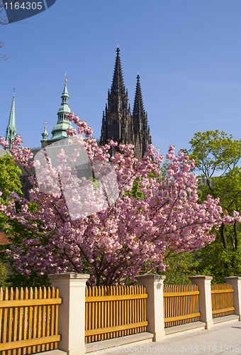 Image of beautiful flowers