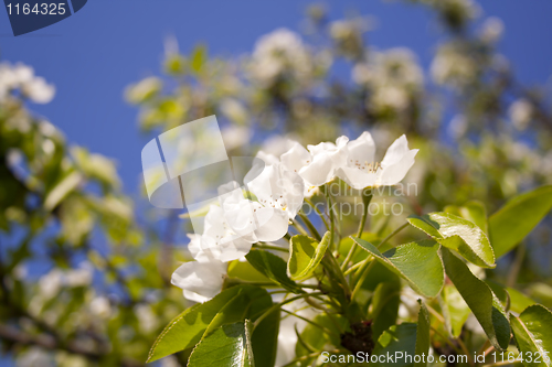 Image of beautiful flowers