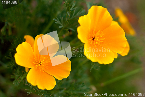 Image of Orange Poppies Field 