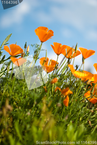 Image of Orange Poppies Field 