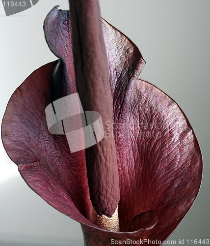 Image of Flower