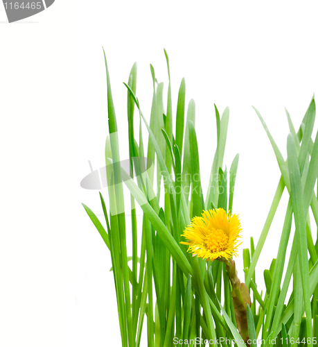 Image of Summer grass and floret