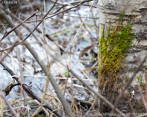 Image of Spring wood pictures