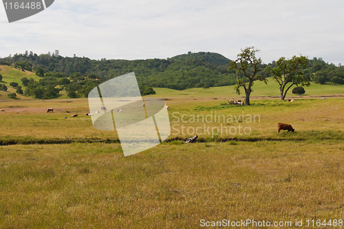Image of Grazing