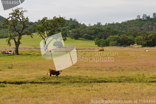 Image of Grazing