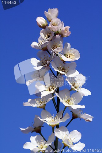 Image of Blossoms