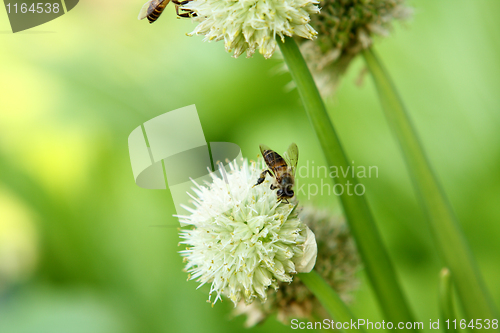 Image of green onion flower