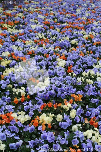 Image of Natural background