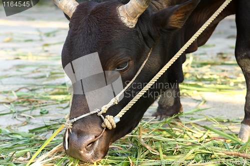 Image of cow eating grass